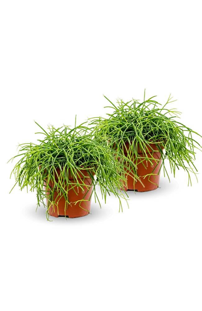 Rhipsalis Cashero 2er Set - Korallenkaktus