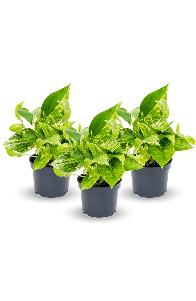 Efeutute Marble Queen 3er Set