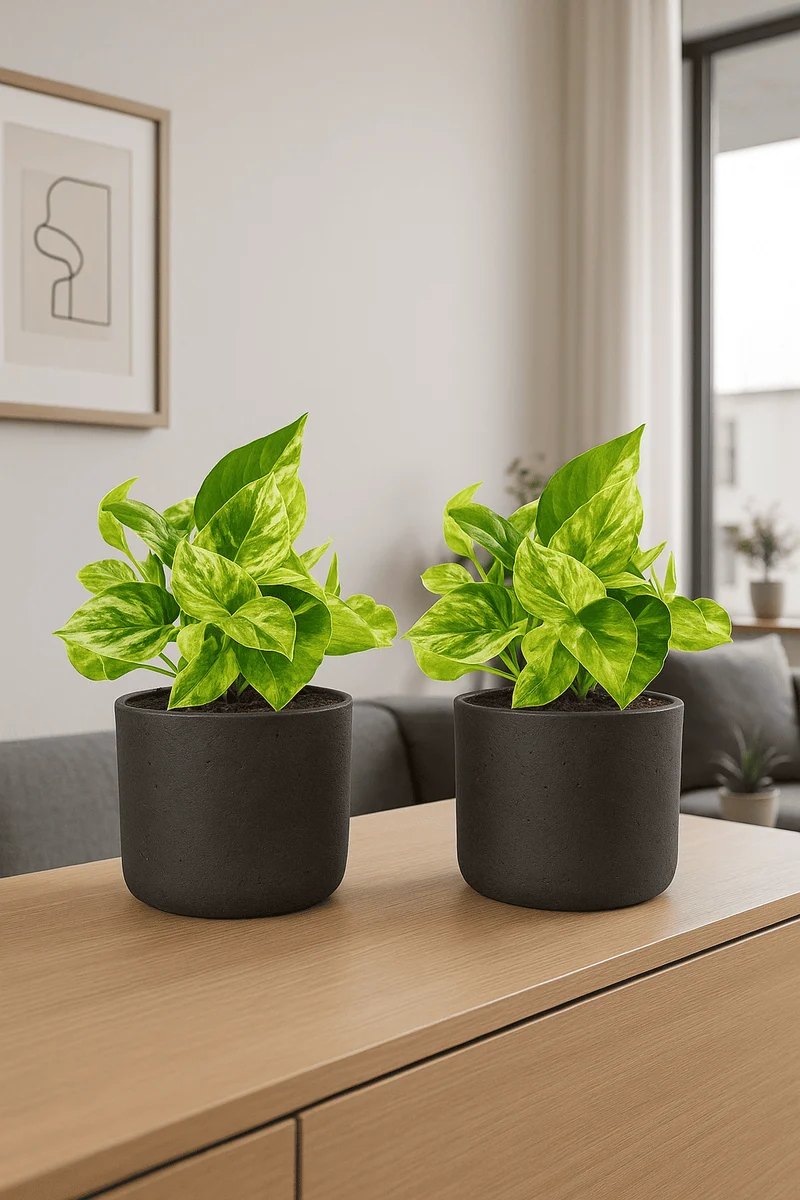 Efeutute Marble Queen 2er Set