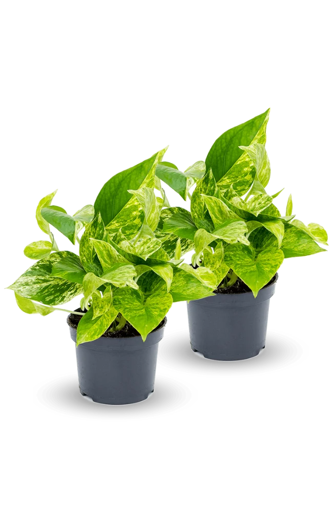 Efeutute Marble Queen 2er Set