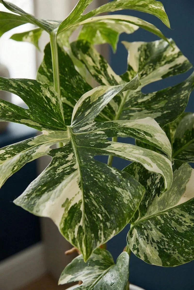 Monstera Variegata - Monstera Deliciosa Albo Variegata