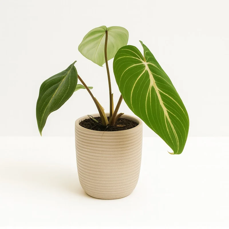 Philodendron Selloum Atom