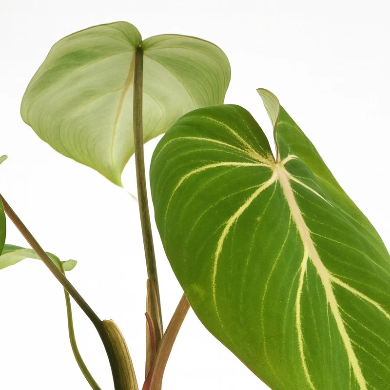 Philodendron Selloum Atom