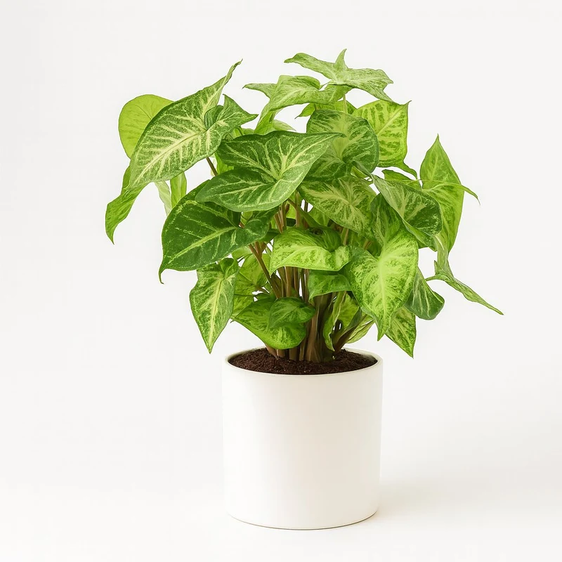 Syngonium Arrow - 25cm