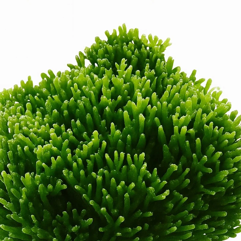 Hatiora Salicornioides