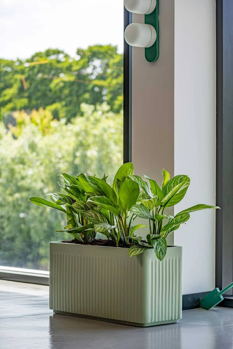Rechteckiger Pflanzkübel Jort Salbeigrün aus Fiberglas