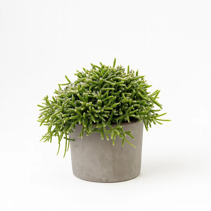 Rhipsalis Burchellii