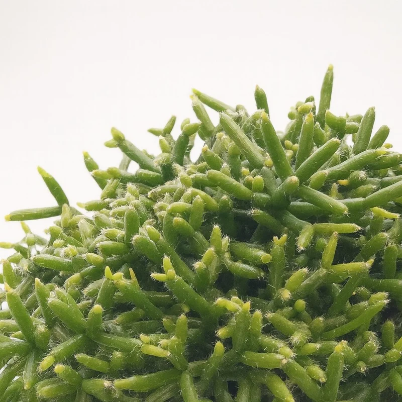 Rhipsalis Burchellii