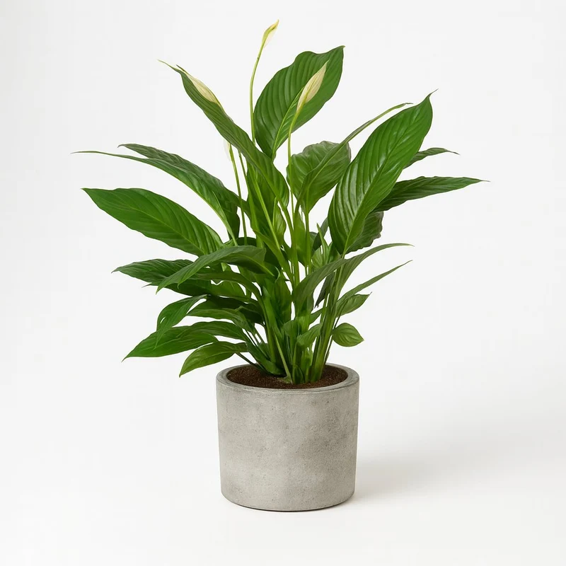 Spathiphyllum Vivaldi - 70cm