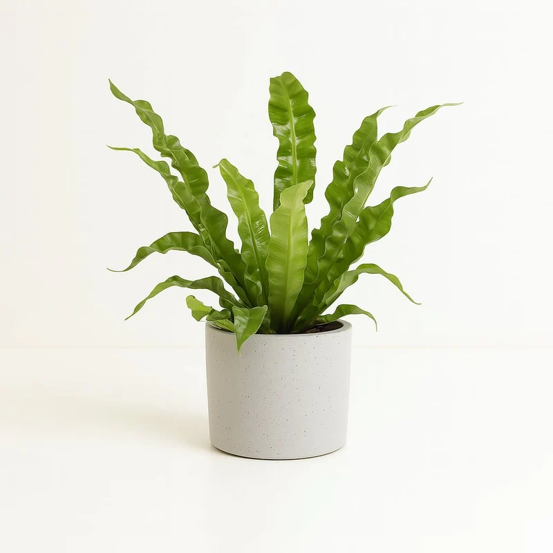 Asplenium Crispy Wave