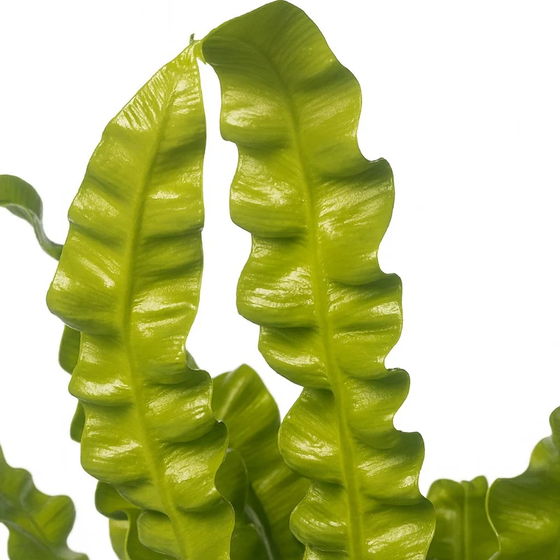Asplenium Crispy Wave