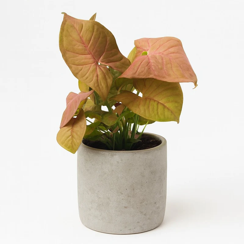 Syngonium Neon - 25cm