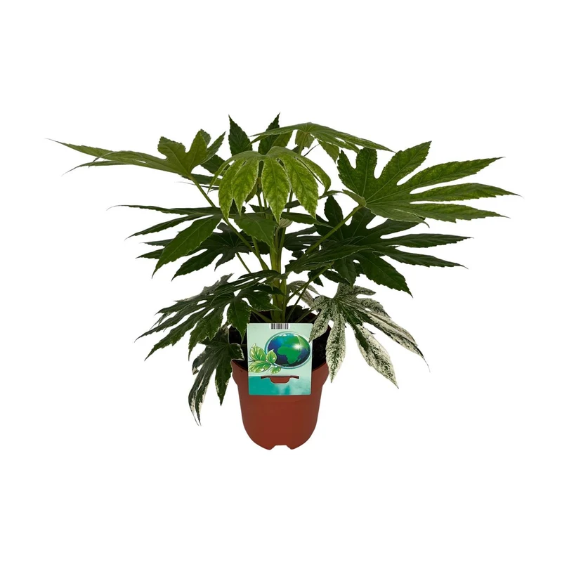 Fatsia Japonica Variegata (Variegated Japanese Aralia) ↑ 60 cm