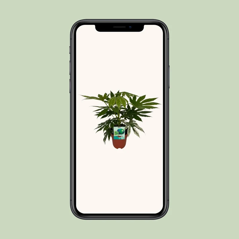 Fatsia Japonica Variegata (Variegated Japanese Aralia) ↑ 60 cm