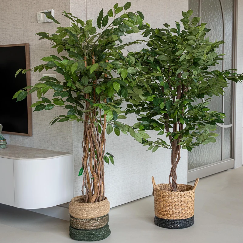 Ficus Deluxe set - 2 pcs - Artificial Plants - Bundle set