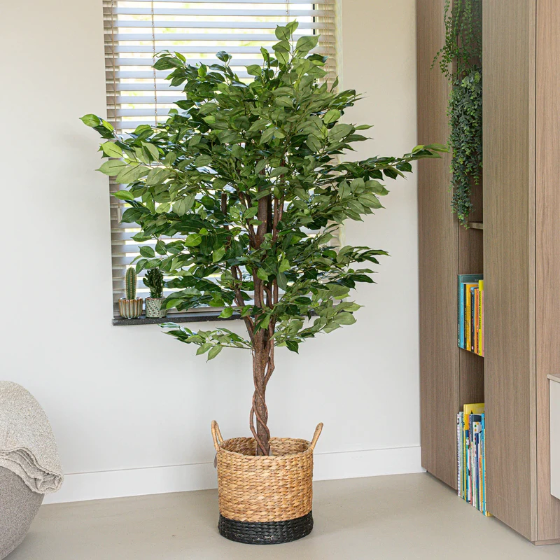 Ficus Deluxe set - 2 pcs - Artificial Plants - Bundle set