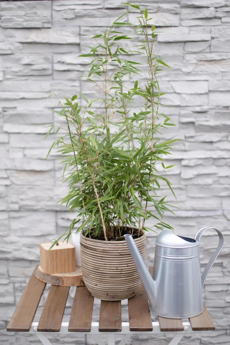 Fargesia rufa (Bamboo) ↑ 60 cm