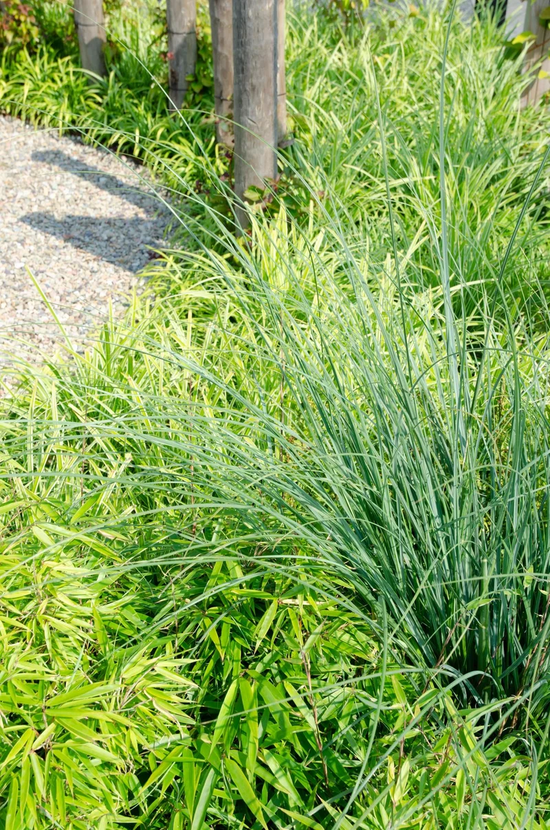 Fargesia rufa (Bamboo) ↑ 60 cm