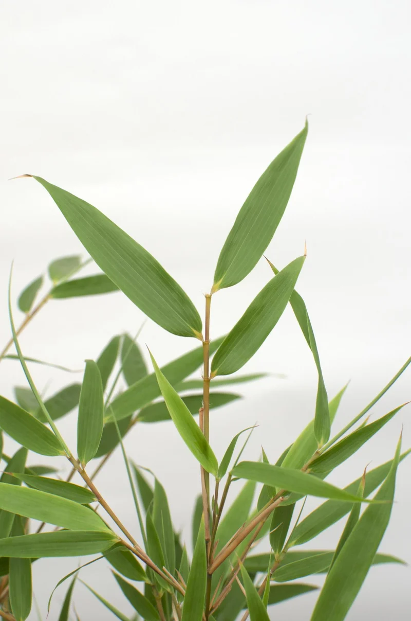 Fargesia rufa (Bamboo) ↑ 60 cm