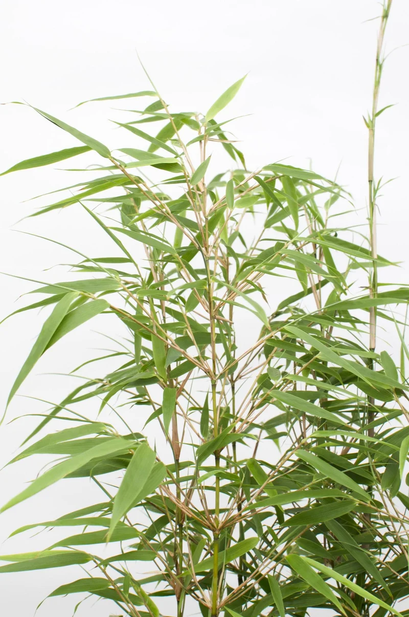 Fargesia rufa (Bamboo) ↑ 60 cm