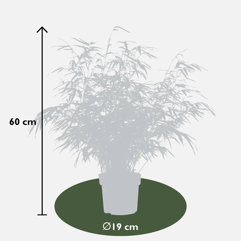 Fargesia rufa (Bamboo) ↑ 60 cm
