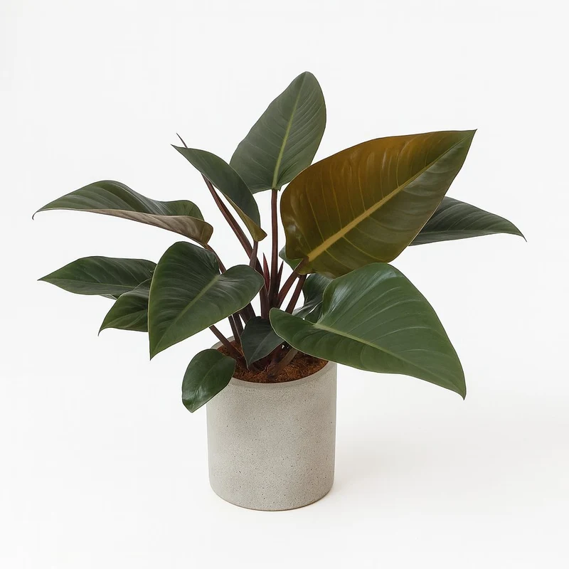 Philodendron Congo Red