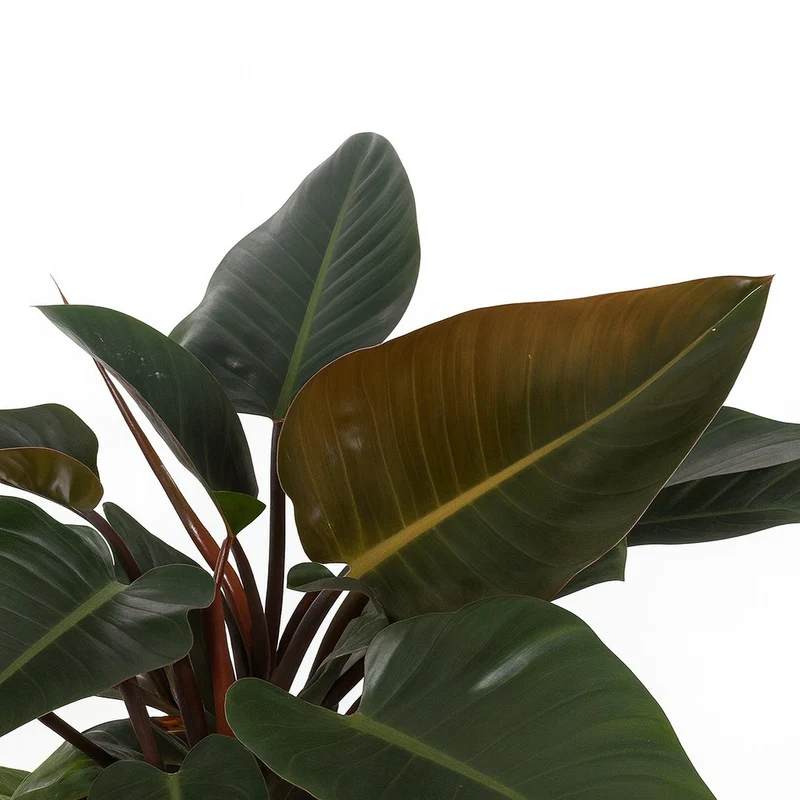 Philodendron Congo Red
