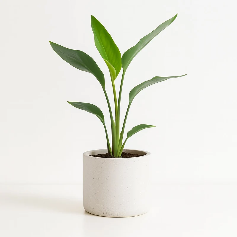 Strelitzia Reginea - 40cm