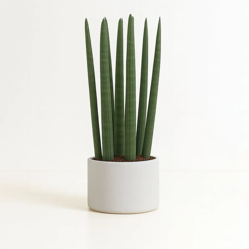Sansevieria Straight