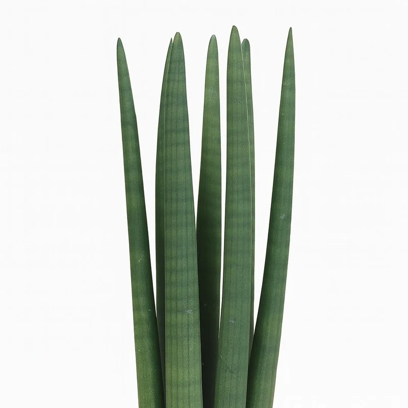 Sansevieria Straight