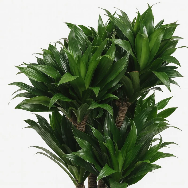 Dracaena Compacta