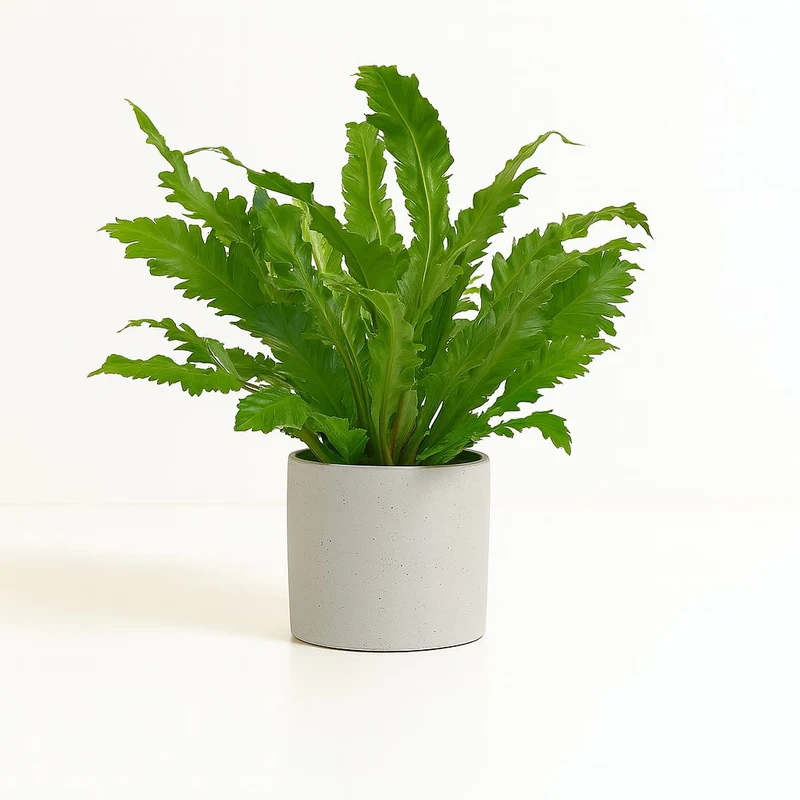 Asplenium Campio