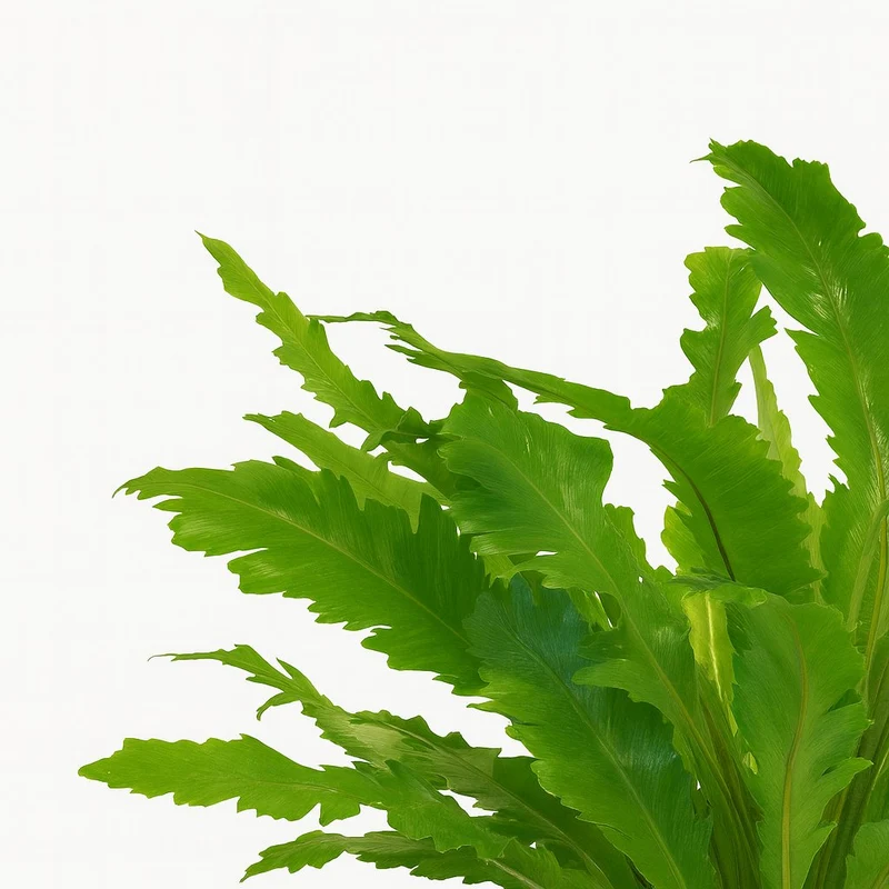 Asplenium Campio
