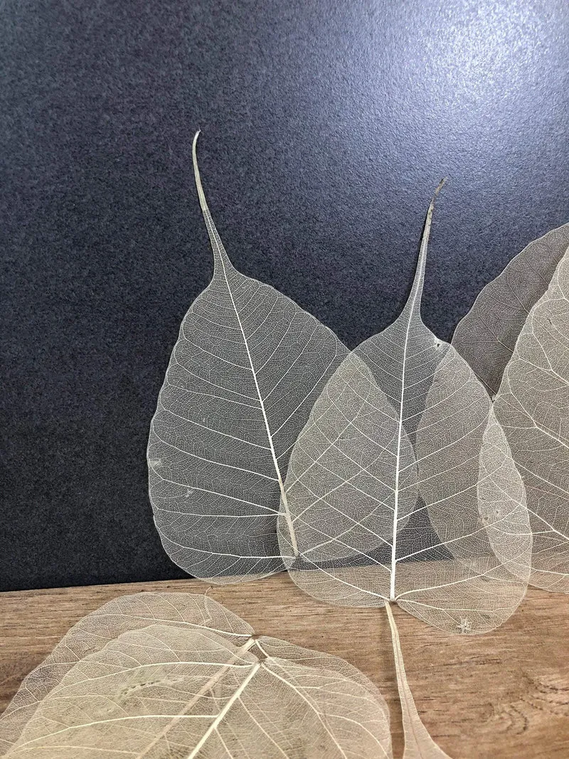 Skelettblätter Schleierblätter – 200 Stück in 5 Farben Bastelmaterial