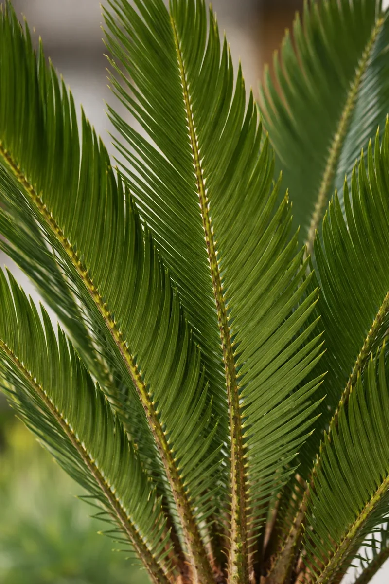 Cycas Revoluta - Sagopalme