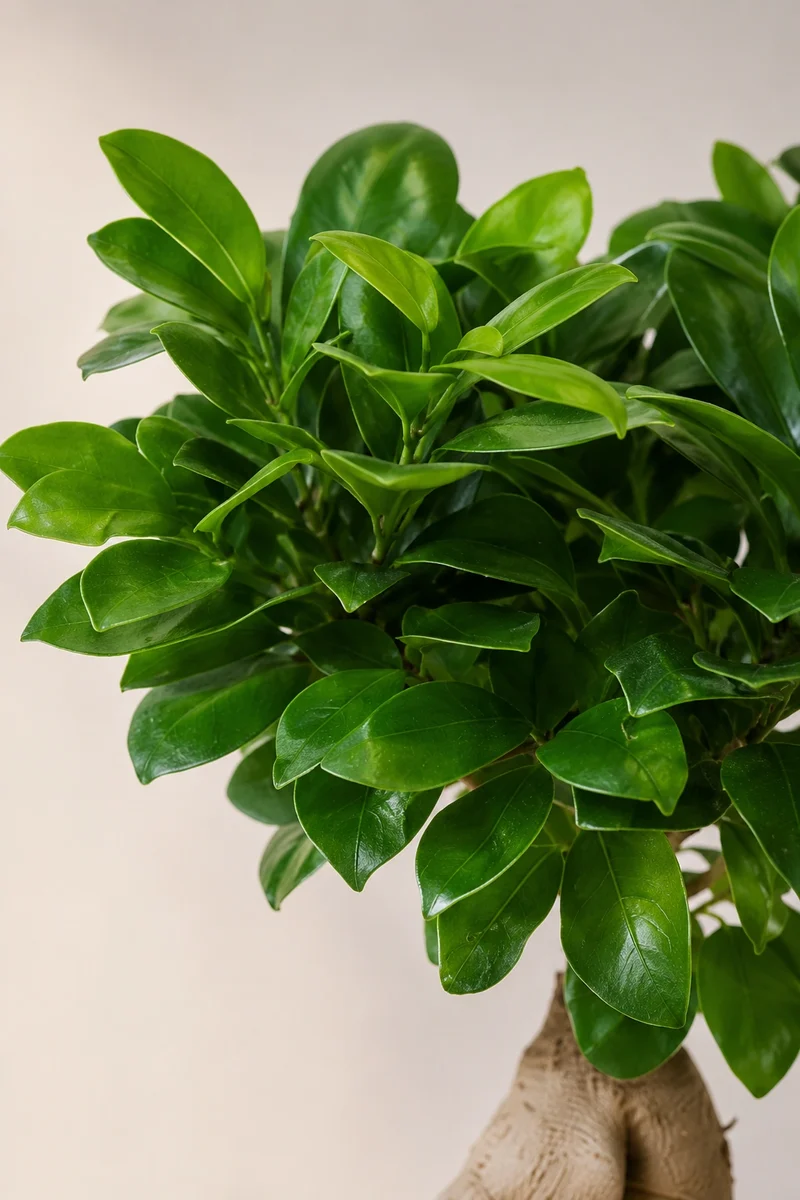 Ficus 'Ginseng' Bonsai