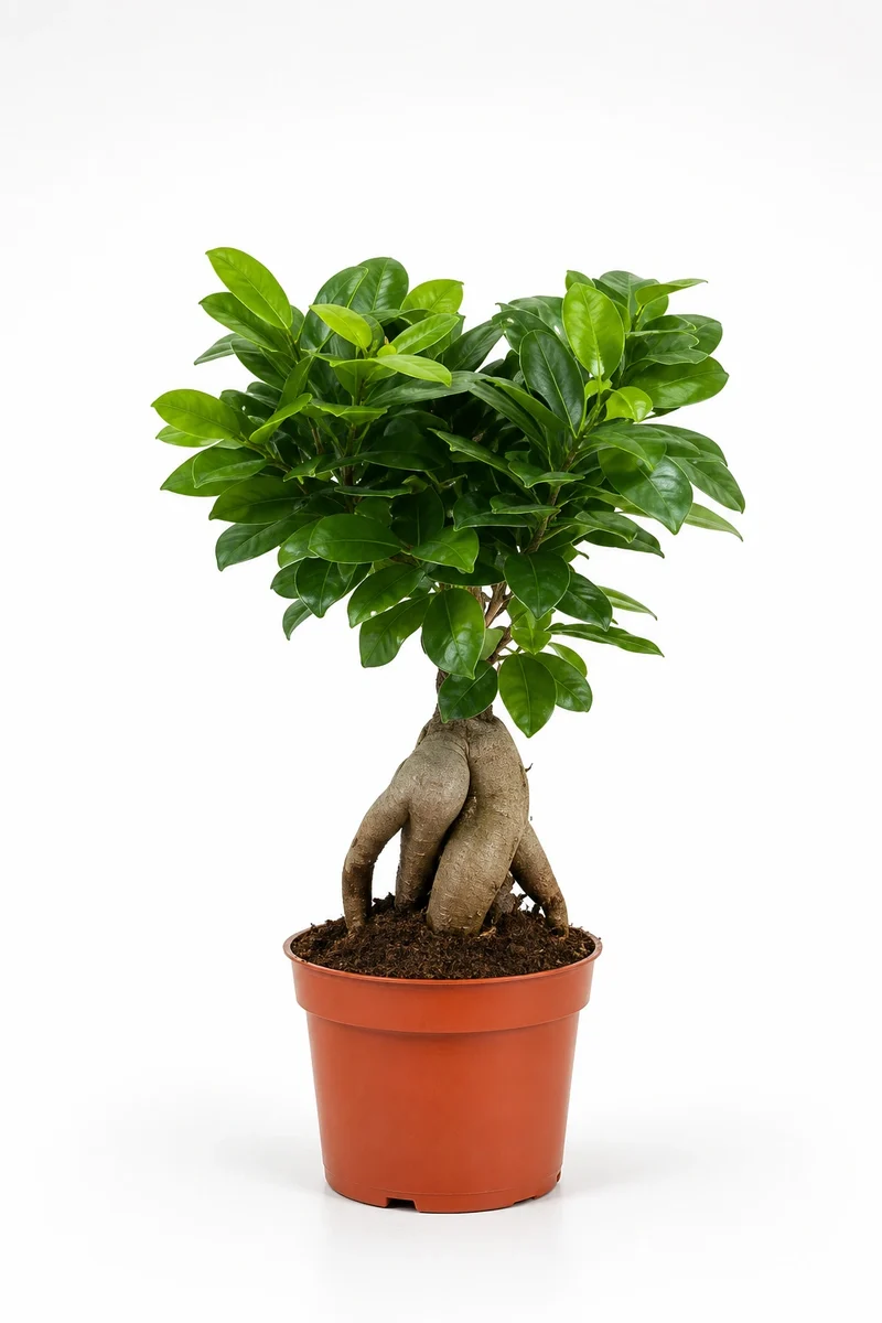 Ficus 'Ginseng' Bonsai