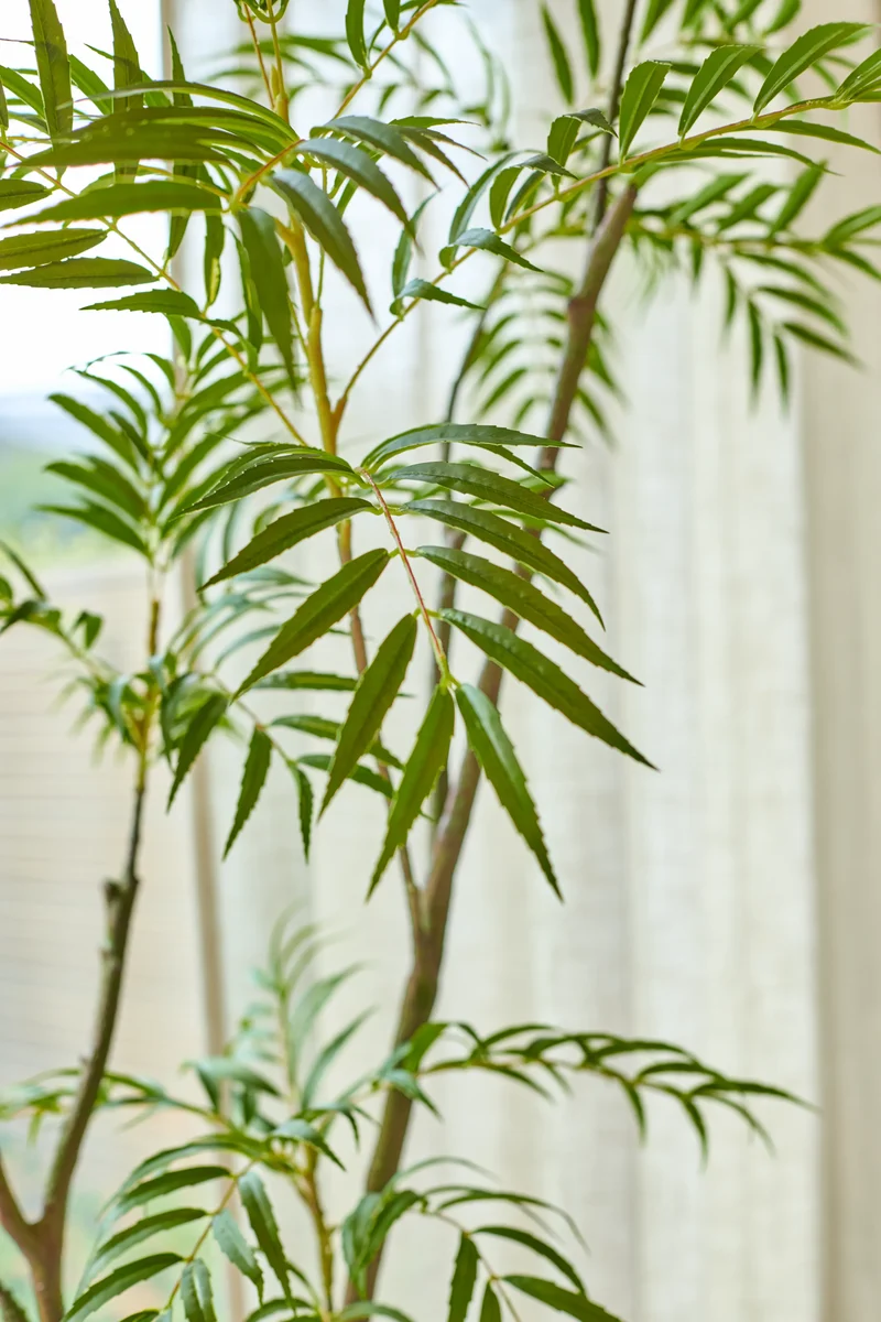Kunstplant Mahonia 210 cm