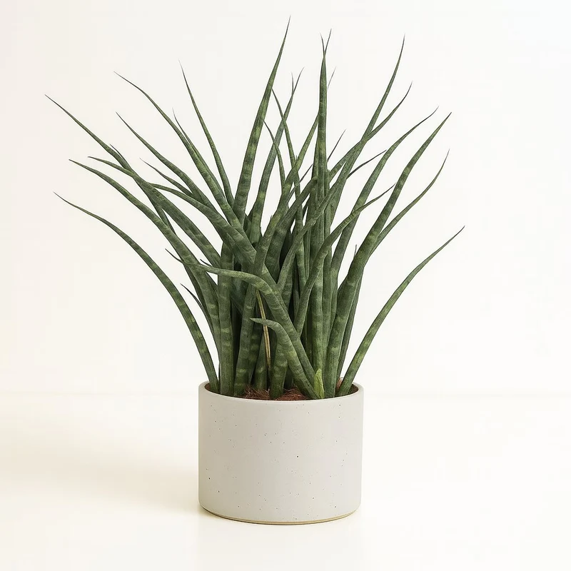 Sansevieria Fernwood Punk - 35cm