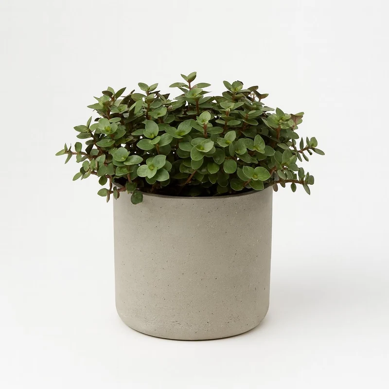 Calissia Repens