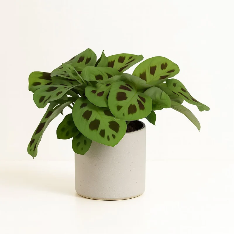 Maranta Leuconeura Kerchoveana