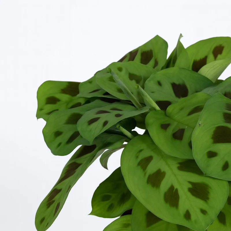 Maranta Leuconeura Kerchoveana