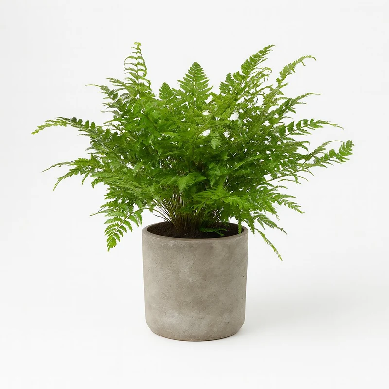 Polystichum Tsussimense / Athyrium