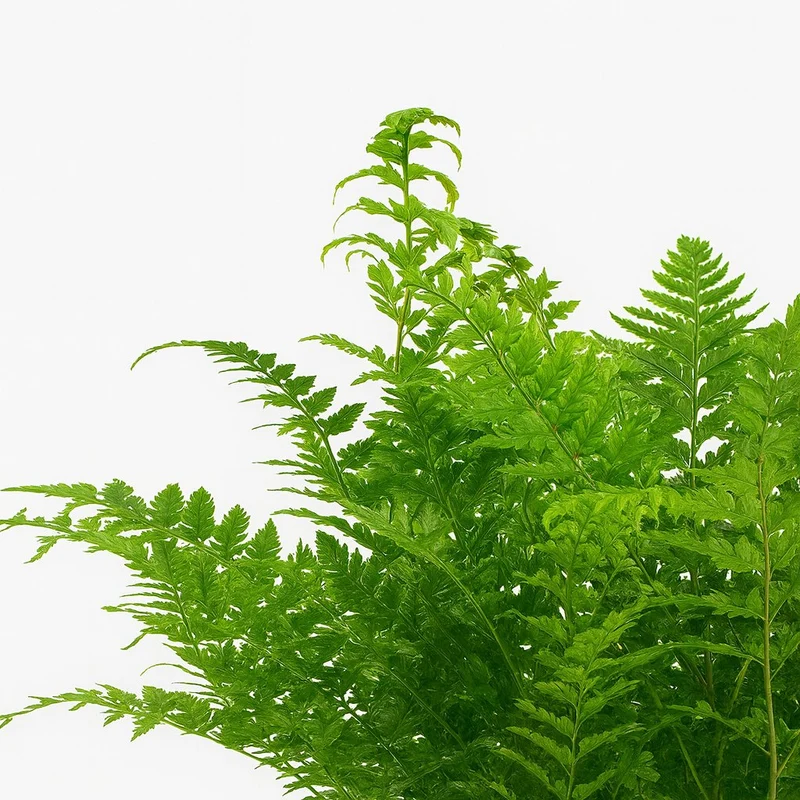 Polystichum Tsussimense / Athyrium