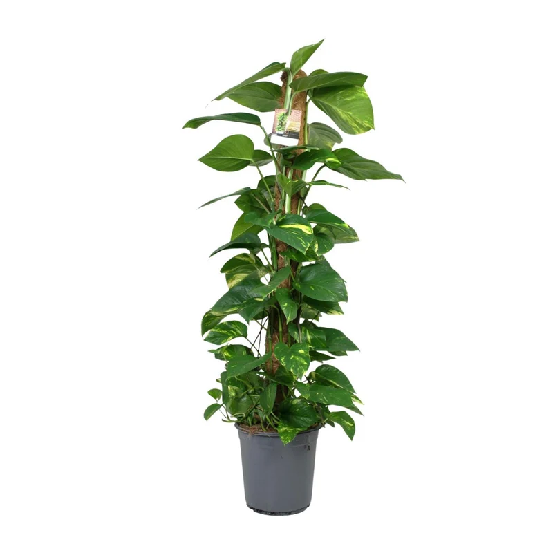 Scindapsus Epipremnum (Dragon Ivy) ↑ 120 cm