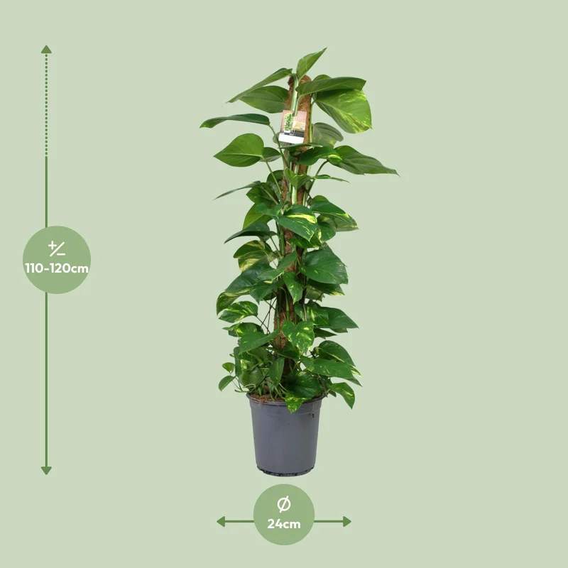 Scindapsus Epipremnum (Dragon Ivy) ↑ 120 cm
