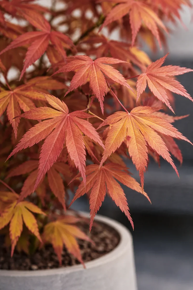 Japanischer Ahorn - Acer Atropurpureum