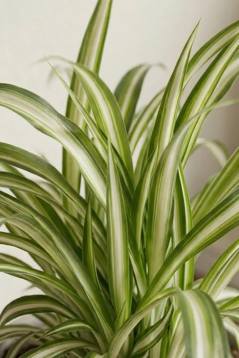 Grünlilie - Chlorophytum comosum 'Variegatum'