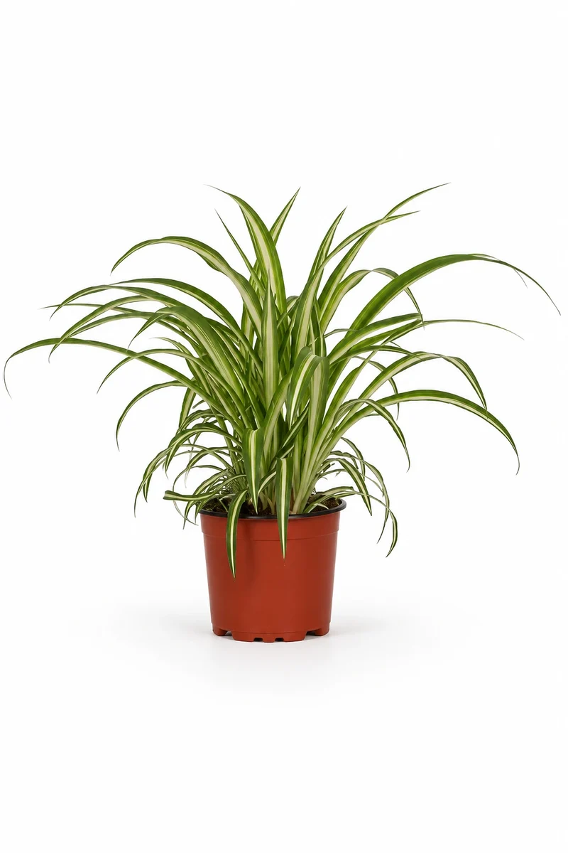 Grünlilie - Chlorophytum comosum 'Variegatum'