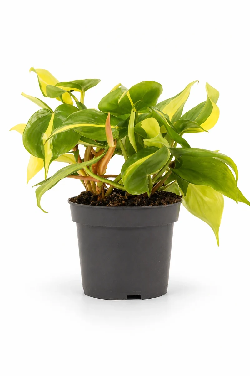Philodendron Brasil - Herzblatt-Philodendron